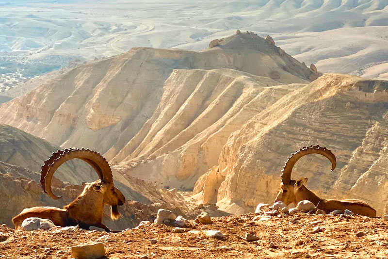 Enterprise Dashboard