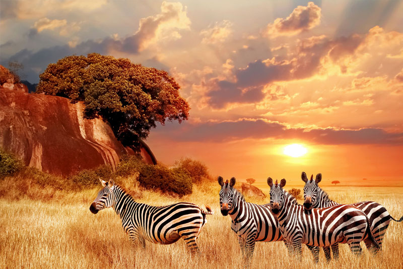 Enterprise Dashboard